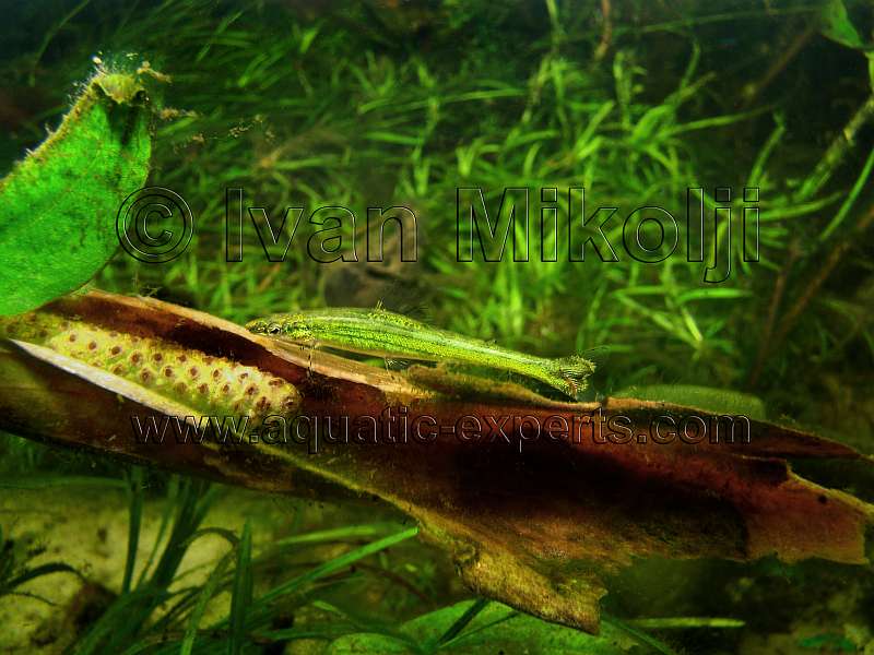 Ammocryptocharax elegans 8